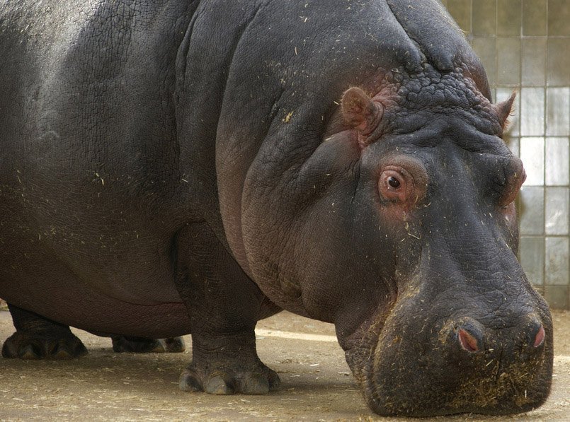 Zoológico de Barcelona